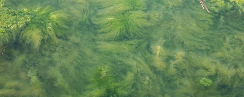 满江红是藻类植物还是蕨类植物 满江红是藻类植物吗