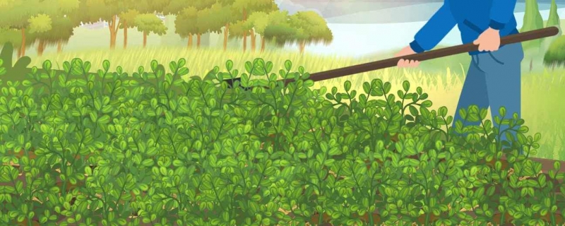 白芨种植条件 白芨什么条件可以种植